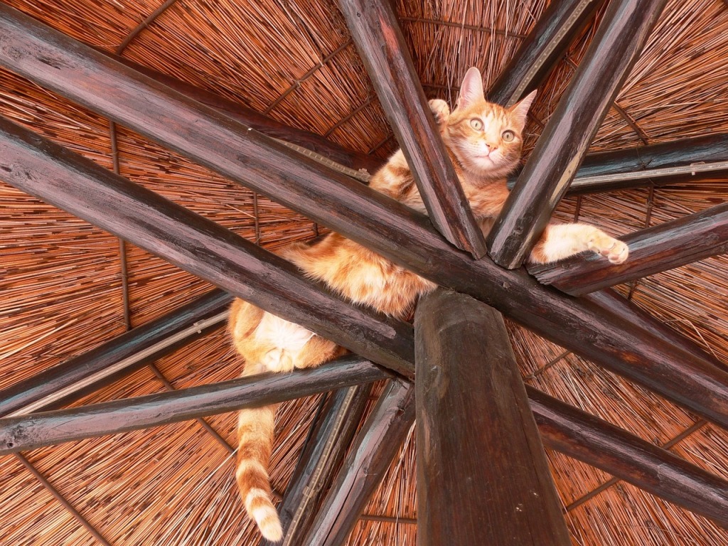 A cat stuck in the rafters of a hut, with an expression of dismay