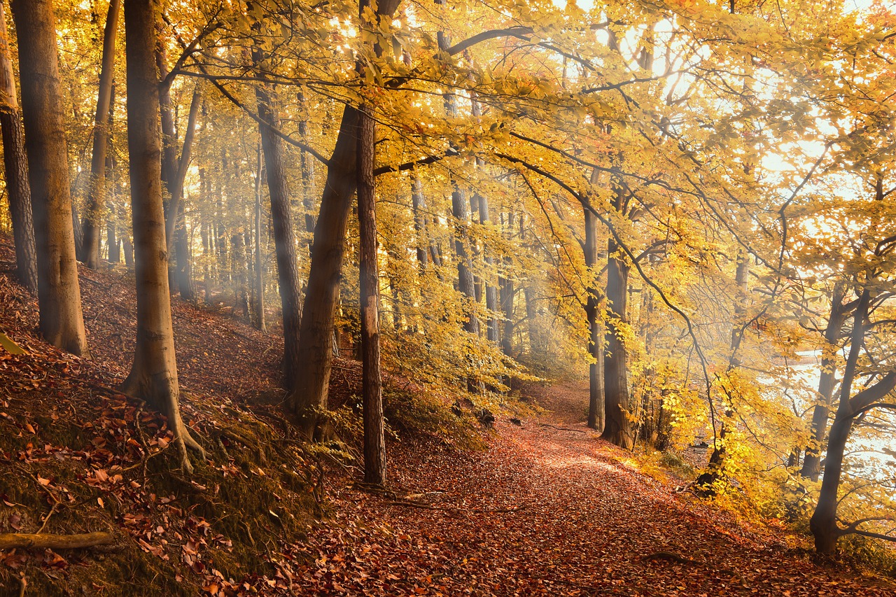 A path leading through a magical looking forest in fall.