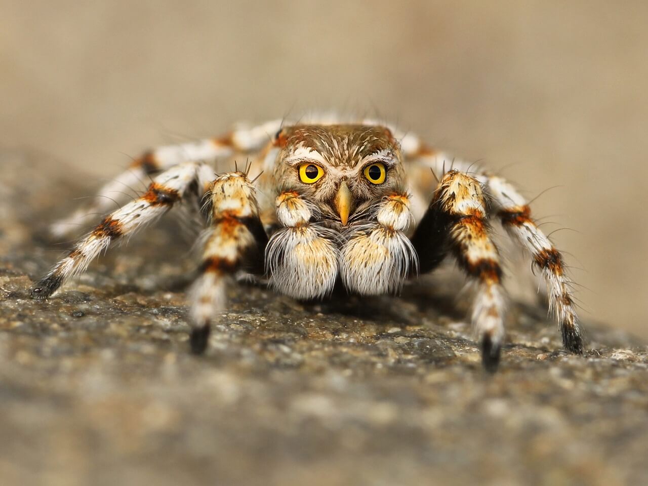 A furry spider with the beaked head of an owl.