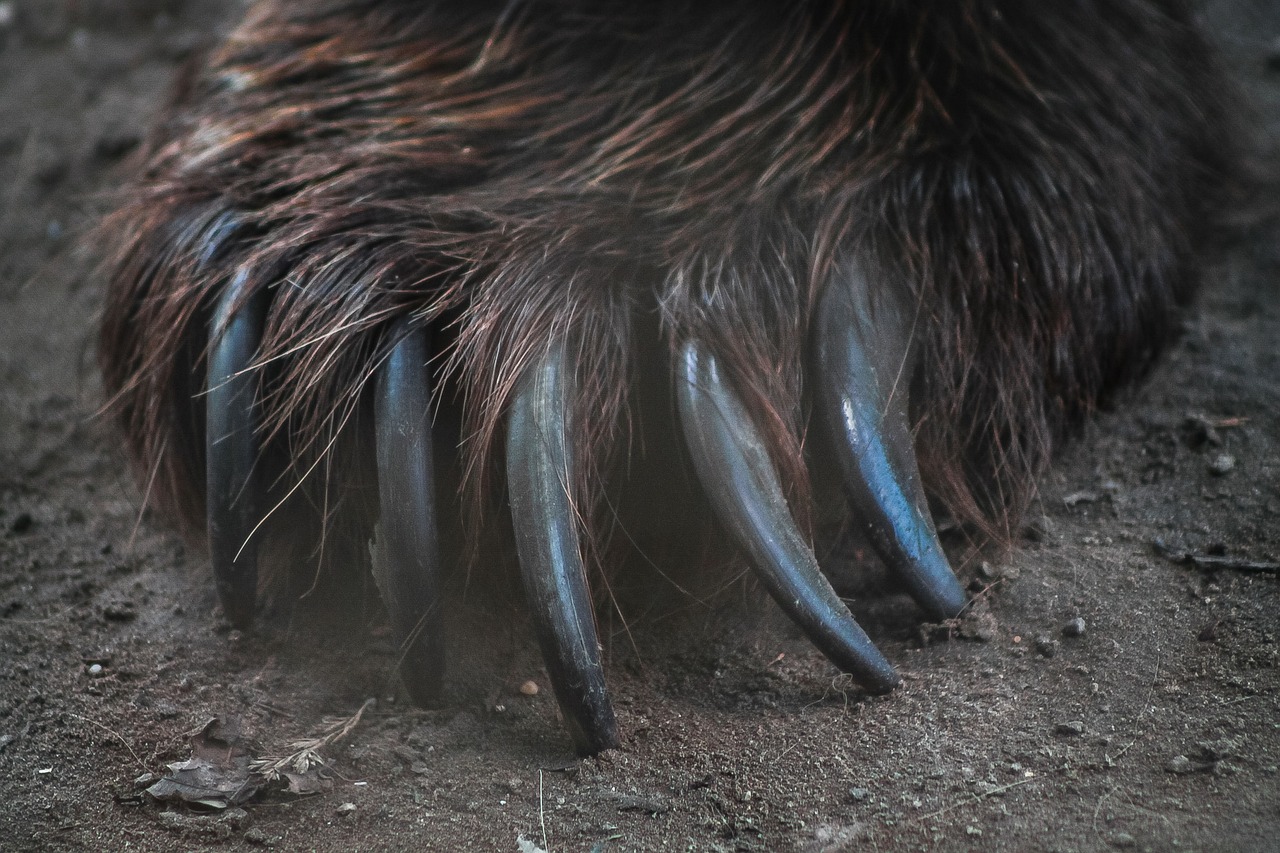 Close up of a massive, clawed paw.