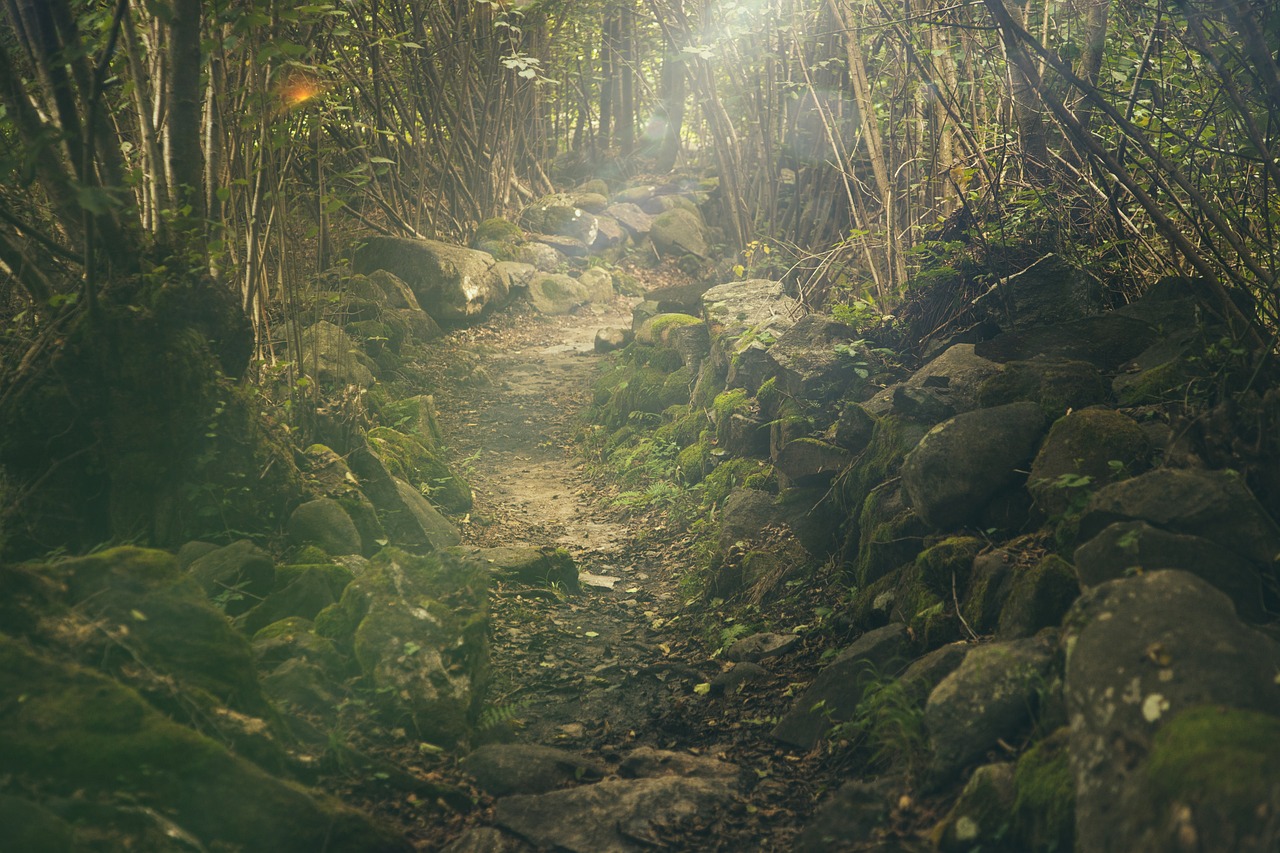 A rocky trail leading through a wild forest.