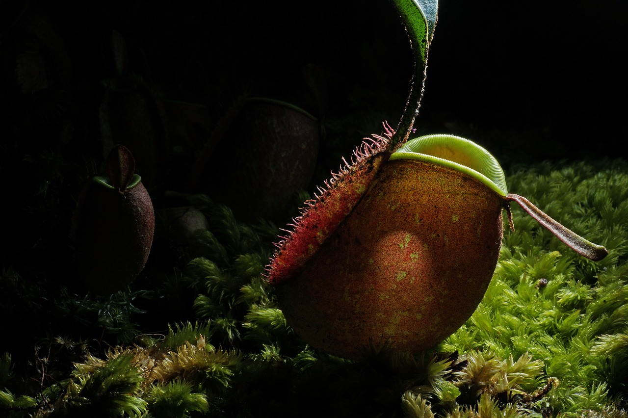 A sinister looking carnivorous plant lurking in the shadow.