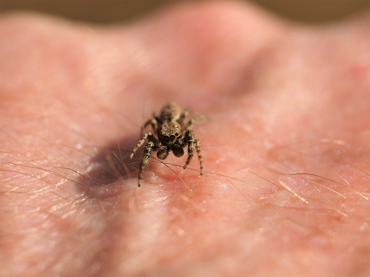 A harmless jumping spider on a person's hand.