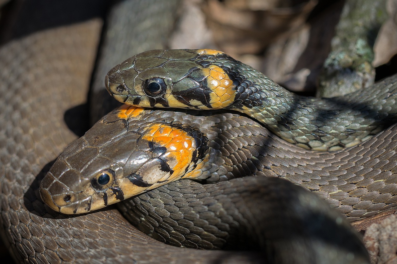 Two-Headed Snake Stat Block