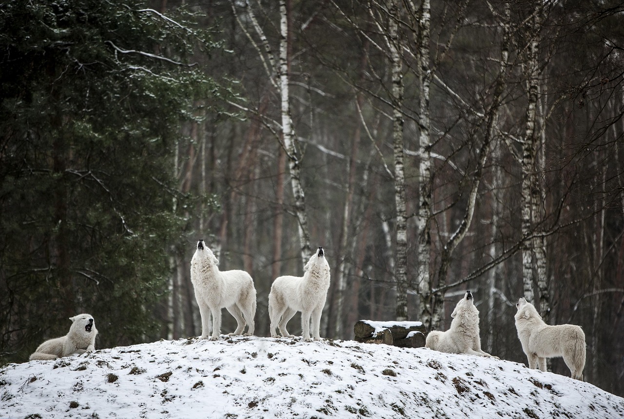 A pack of wolves standing on a mound of snow and howling.